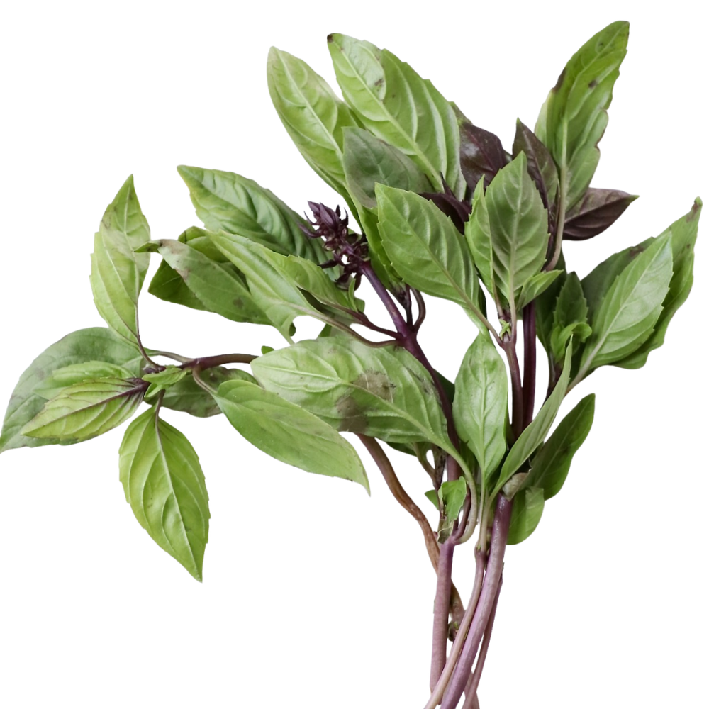 Thai Basil