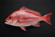 1.5-2lb Red B-Liner Snapper