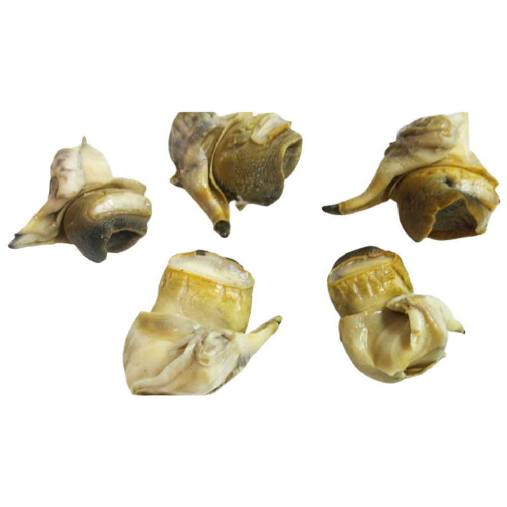 Frozen Conch Scungilli
