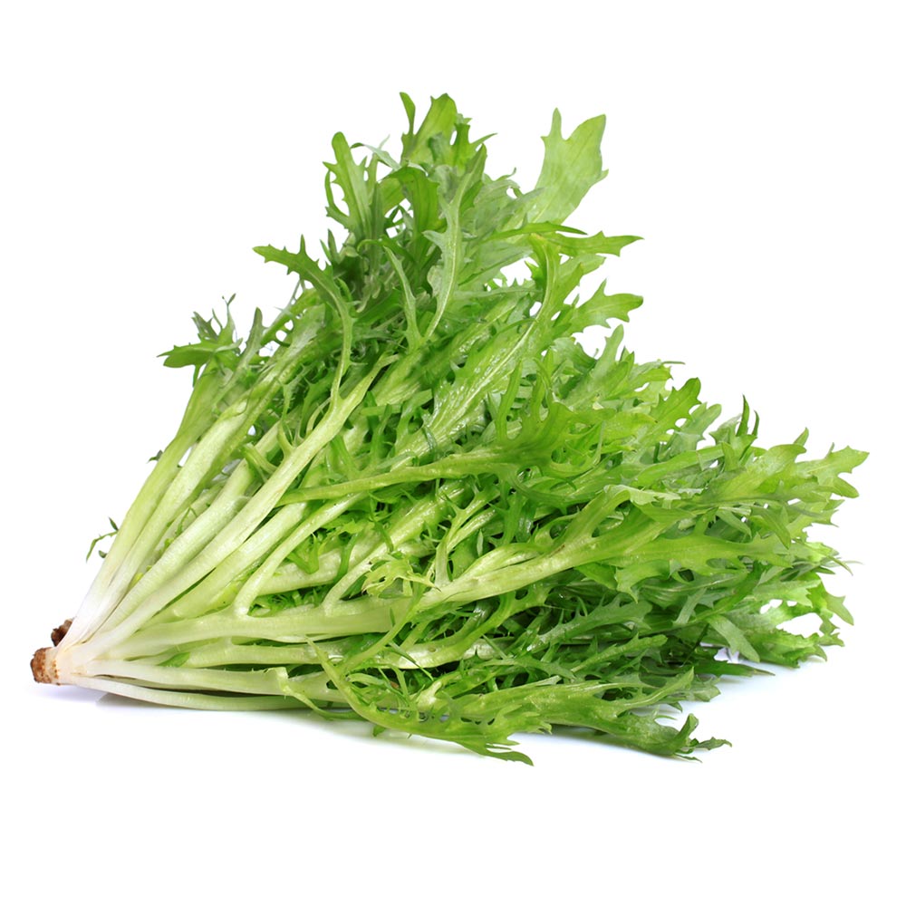 Chicory