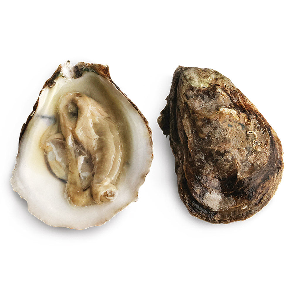 Blue Point Oysters