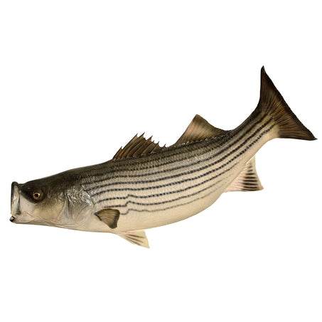 Whole Farmed Striped Bass Scaled & Gutted