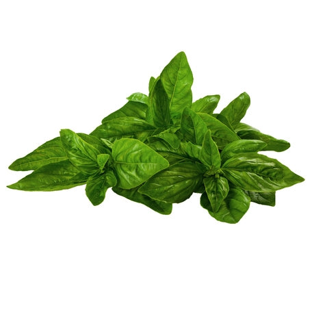 Basil