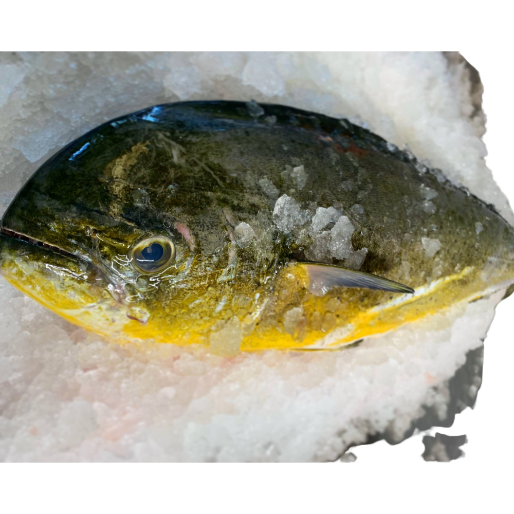 Mahi Mahi Fillet