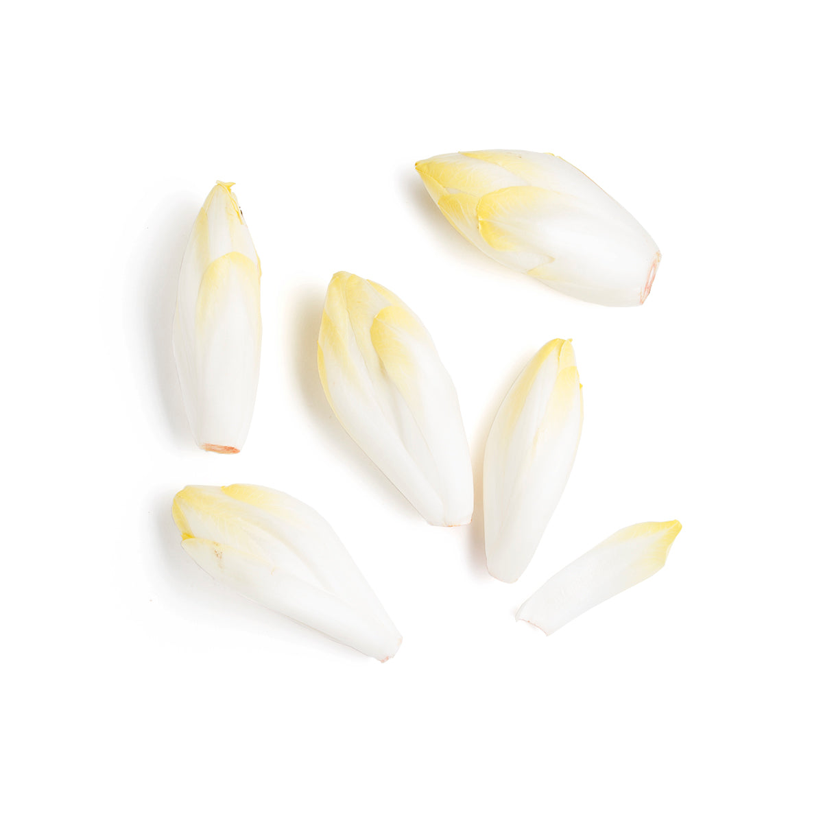Belgian Endive