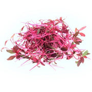 Micro Red Amaranth