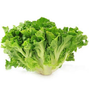 Escarole