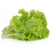 Green Leaf Lettuce