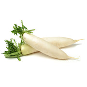 Daikon Radish
