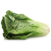 Romaine Lettuce