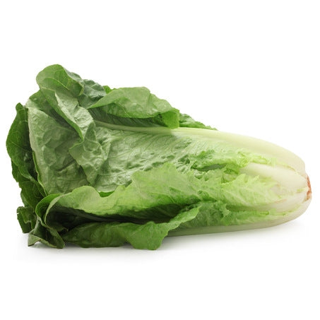 Romaine Lettuce