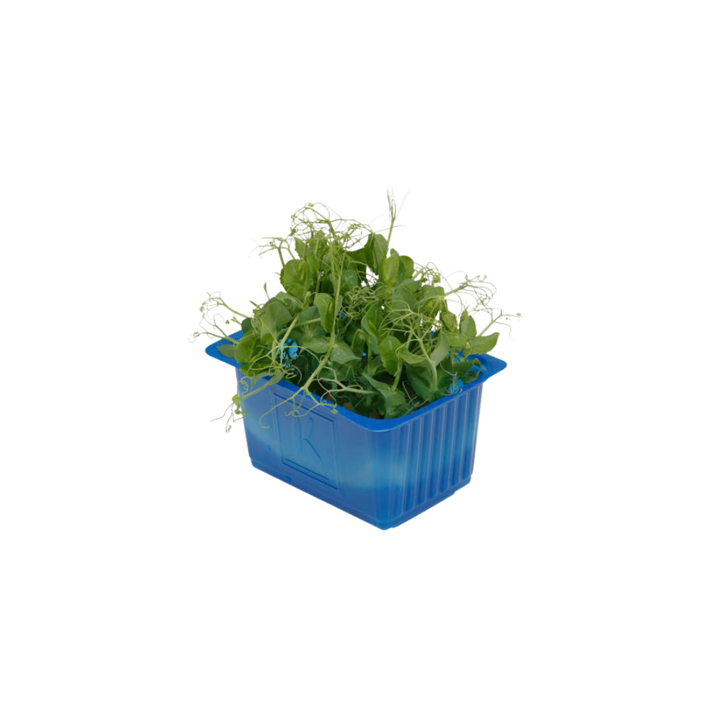 Affilla Cress