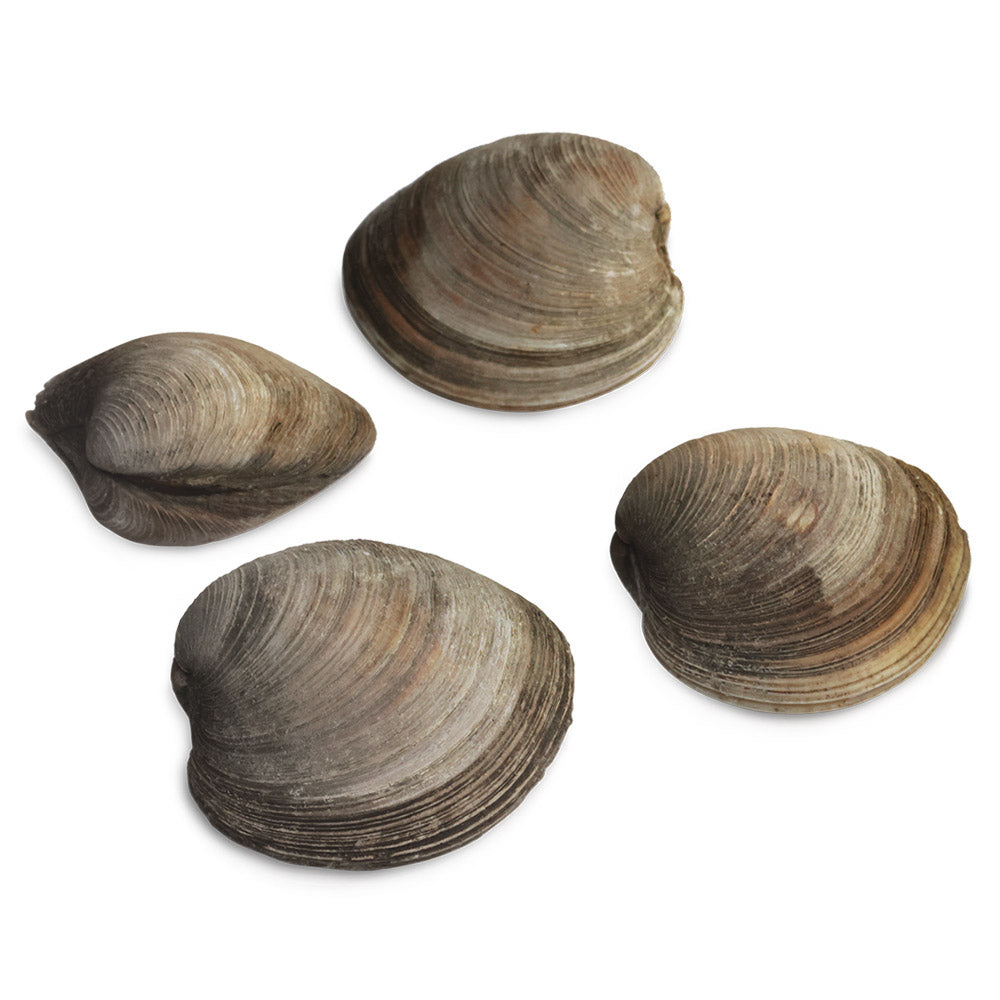 Littleneck Clams 50ct