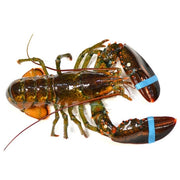 2lb Live Hard Shell Lobsters