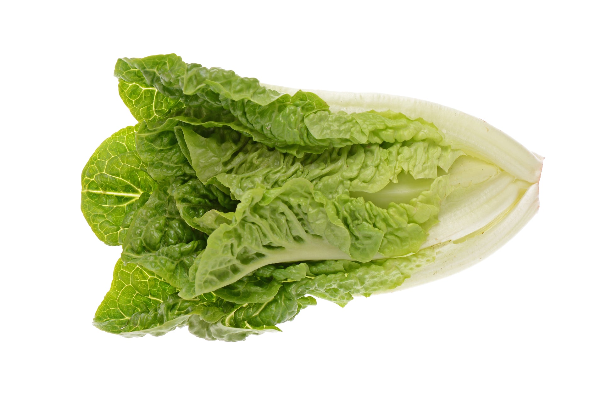 ROMAINE HEART PETITE
