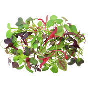 Micro Intensity Mix