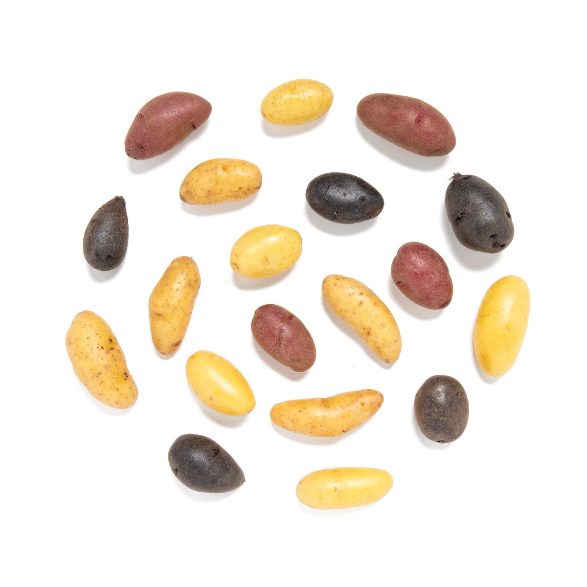Multicolor Pee Wee Fingerling Potatoes