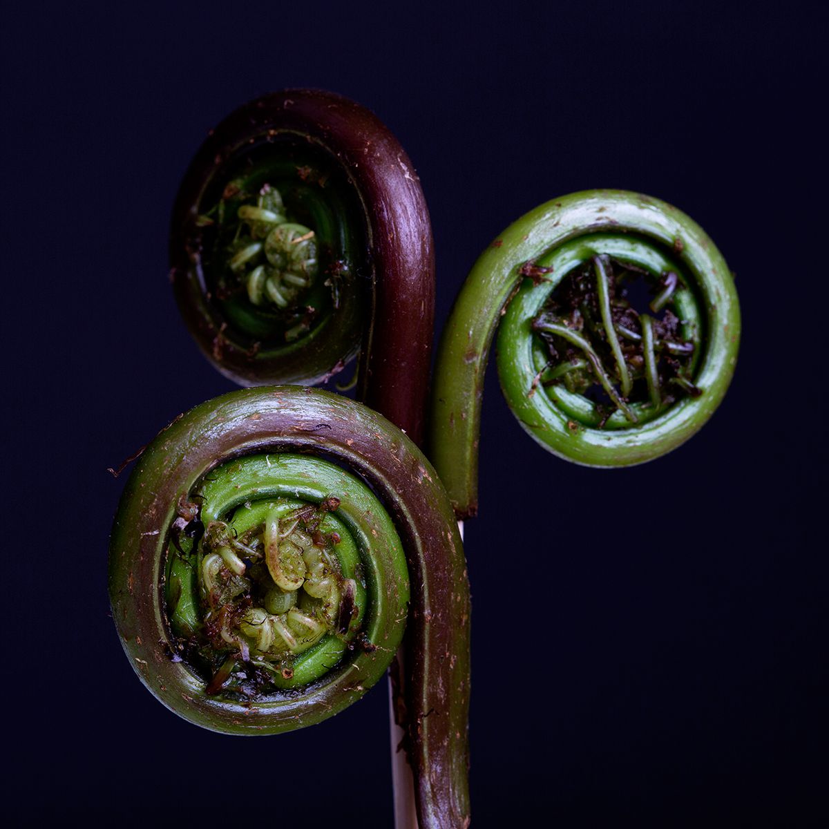 Wild East Coast Fiddlehead Ferns