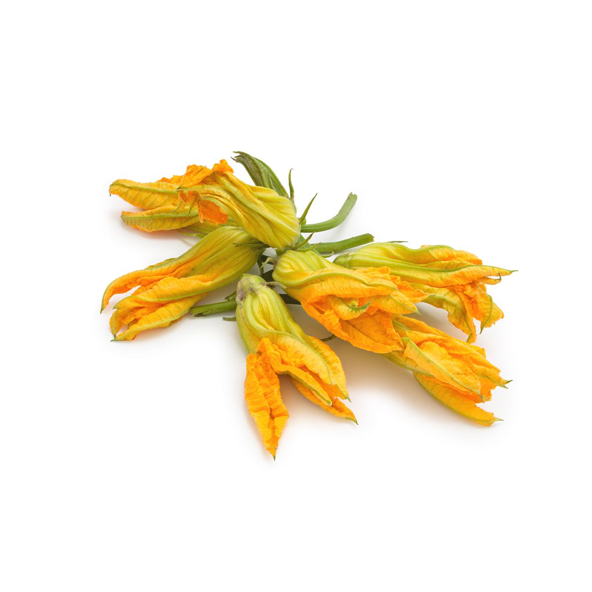 Organic Zucchini Flowers