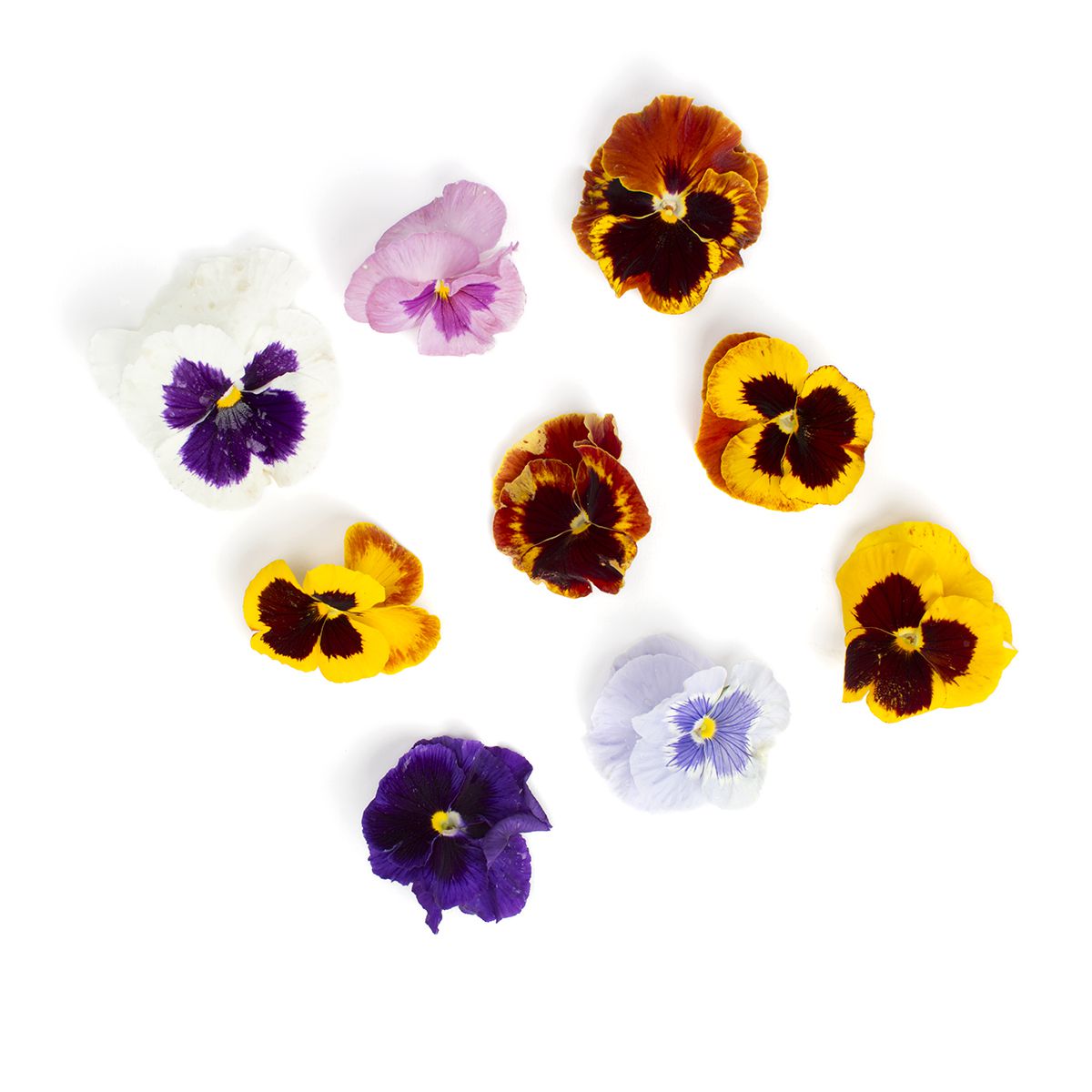 Mixed Pansies