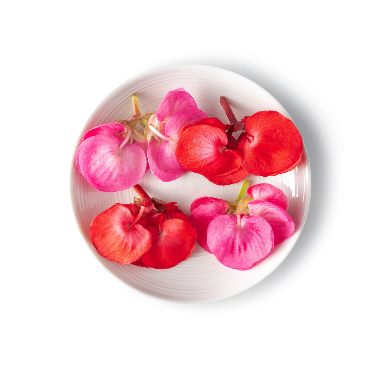 Begonia Flower Hearts Mix