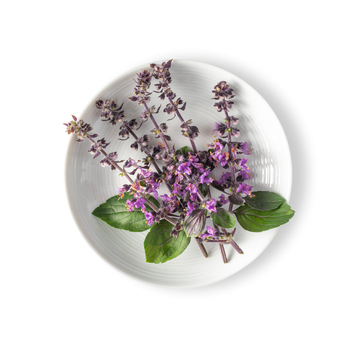 Basil Blossoms