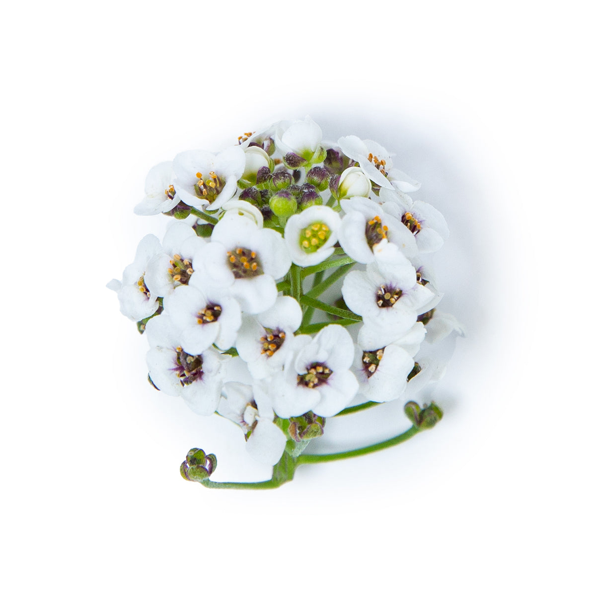 White Alyssum Flowers