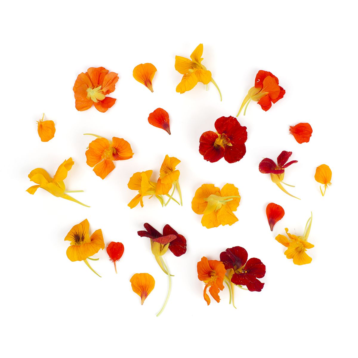 Nasturtium Flowers