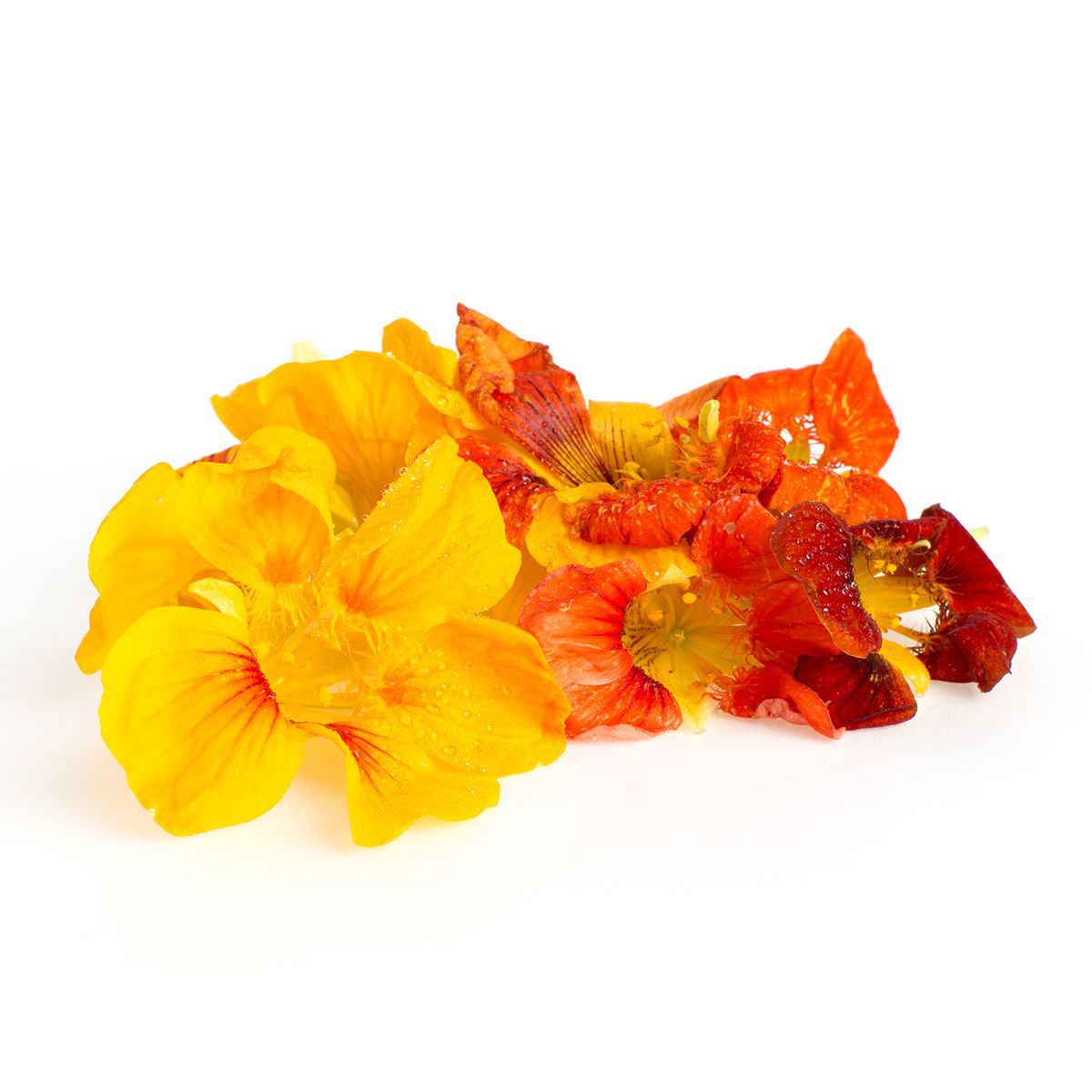 Nasturtium Flowers