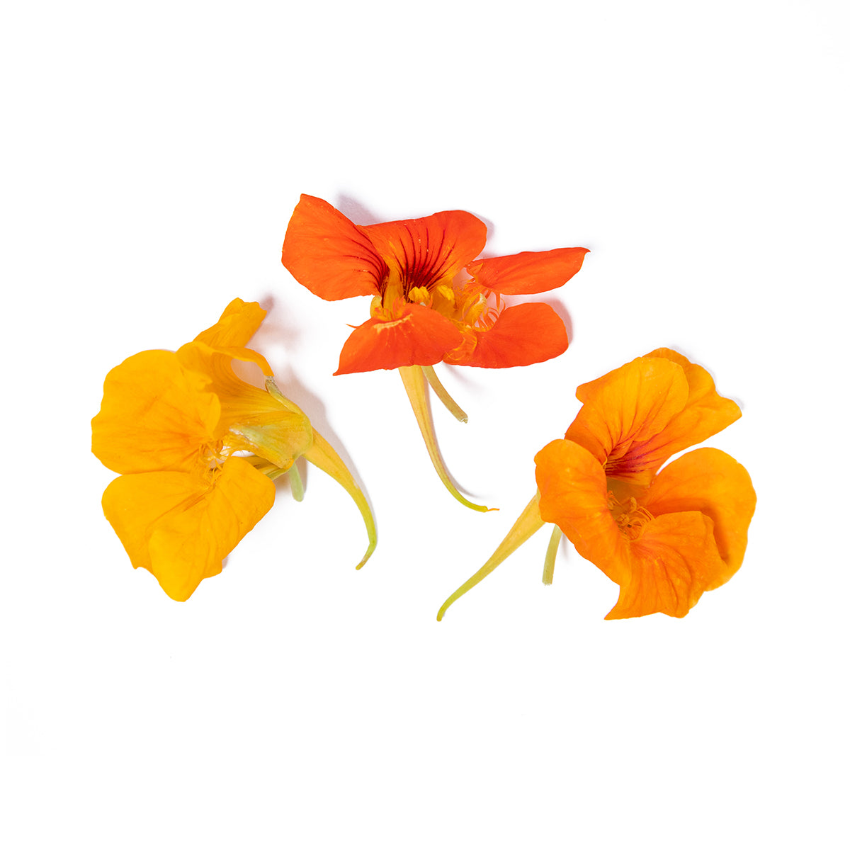Nasturtium Flowers