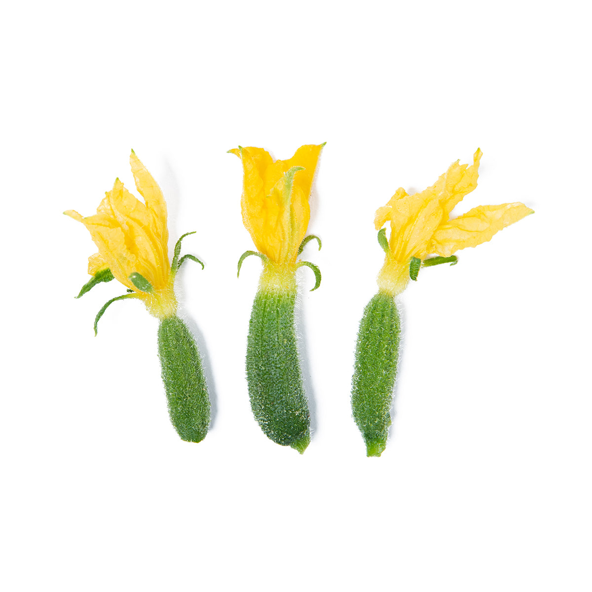 Cucumber Blossoms