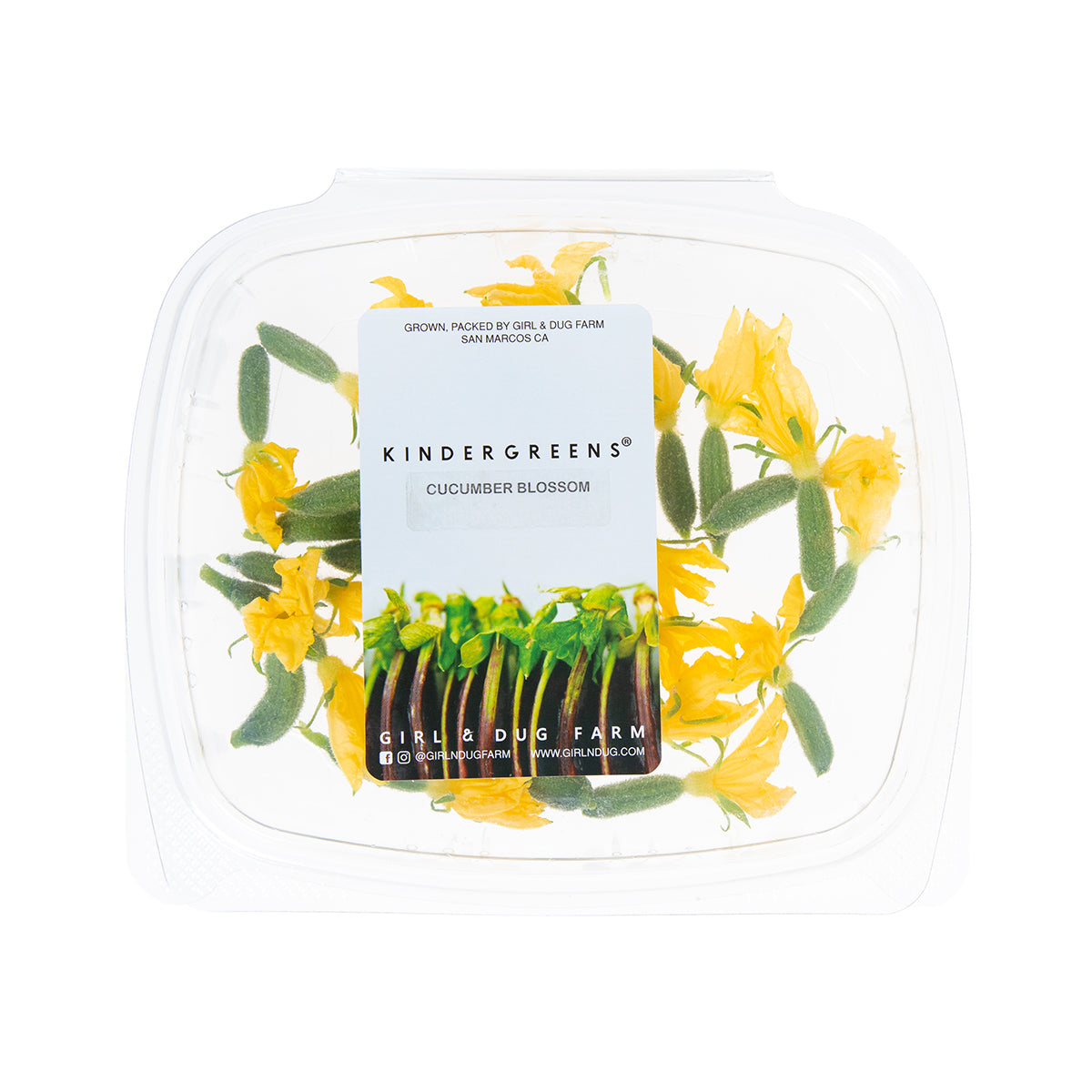 Cucumber Blossoms