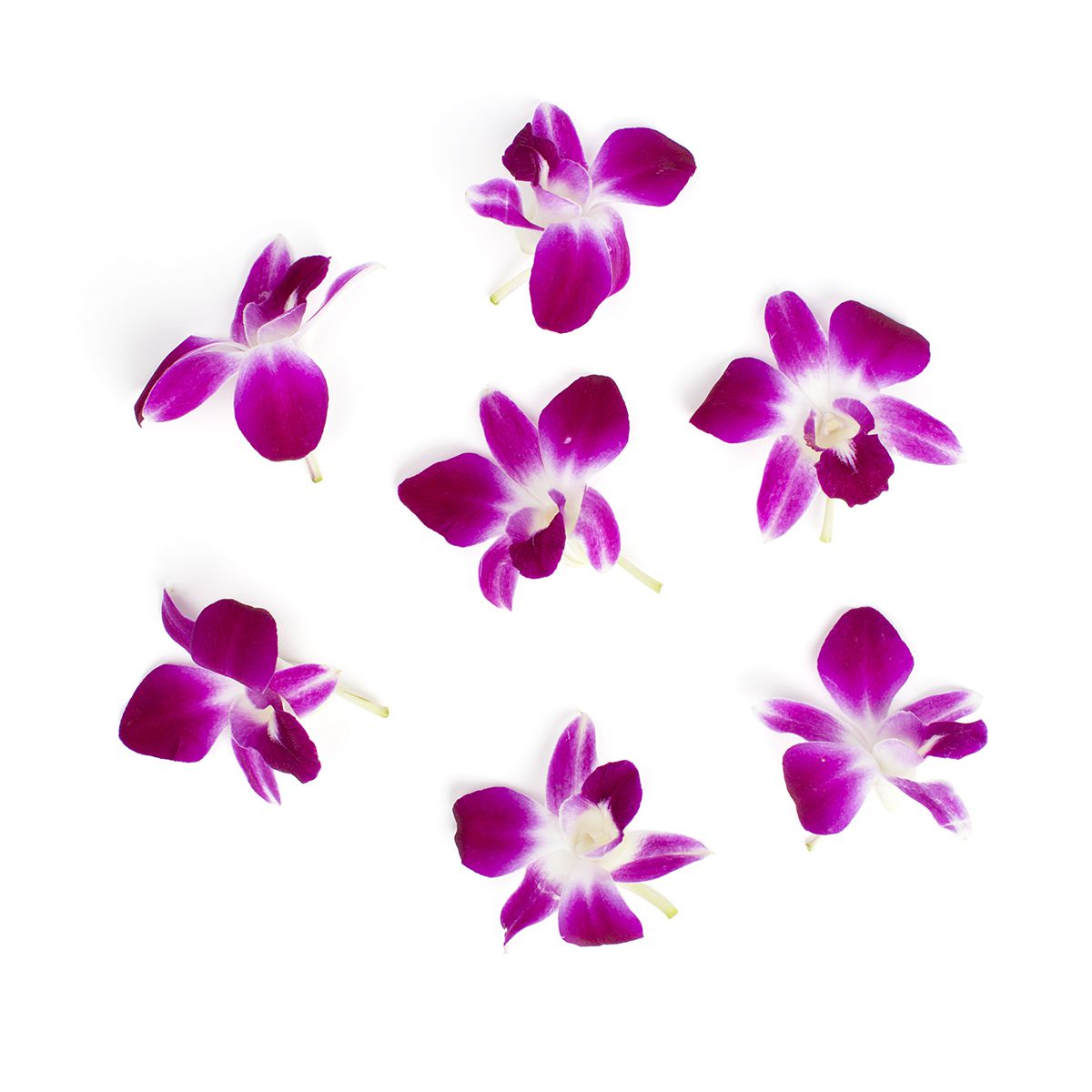 Orchid Blooms