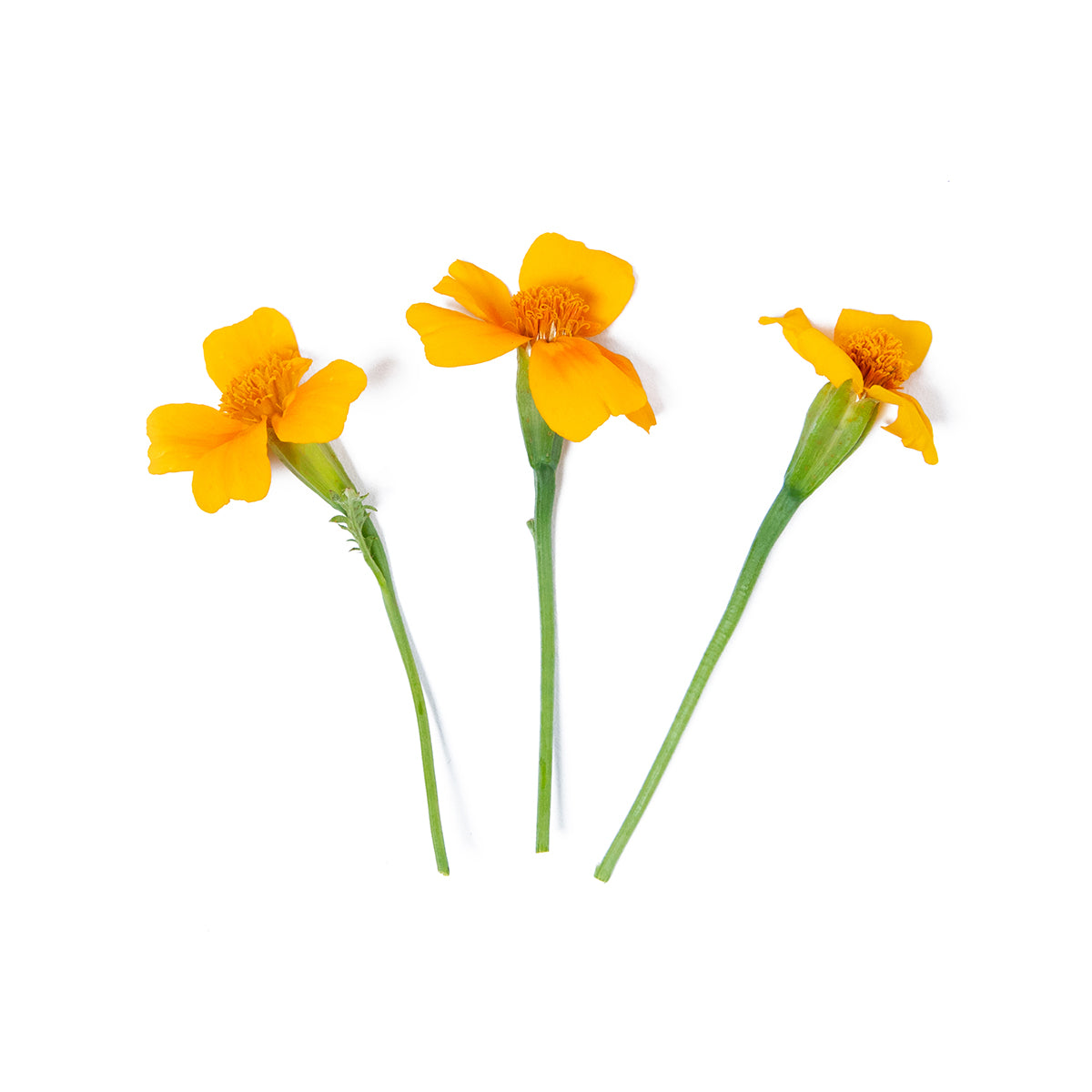 Citrus Gem Marigold Flowers