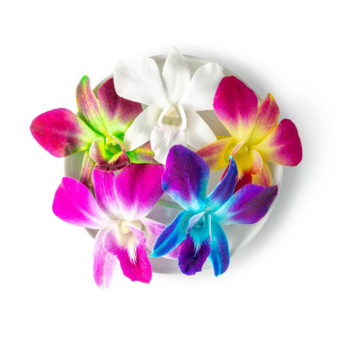 Decorative Multi-colored Orchid Mix