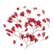 Apple Blossoms