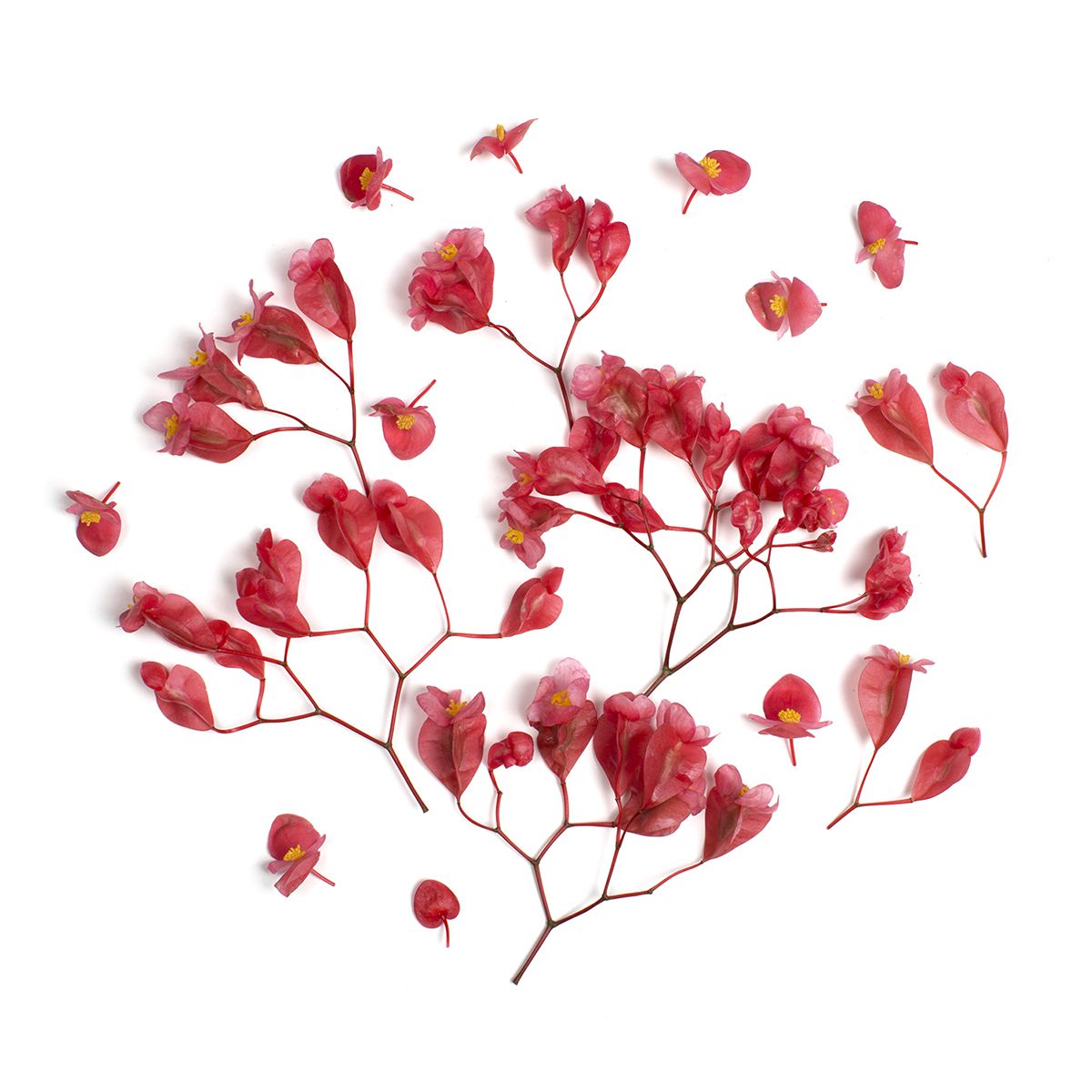Apple Blossoms