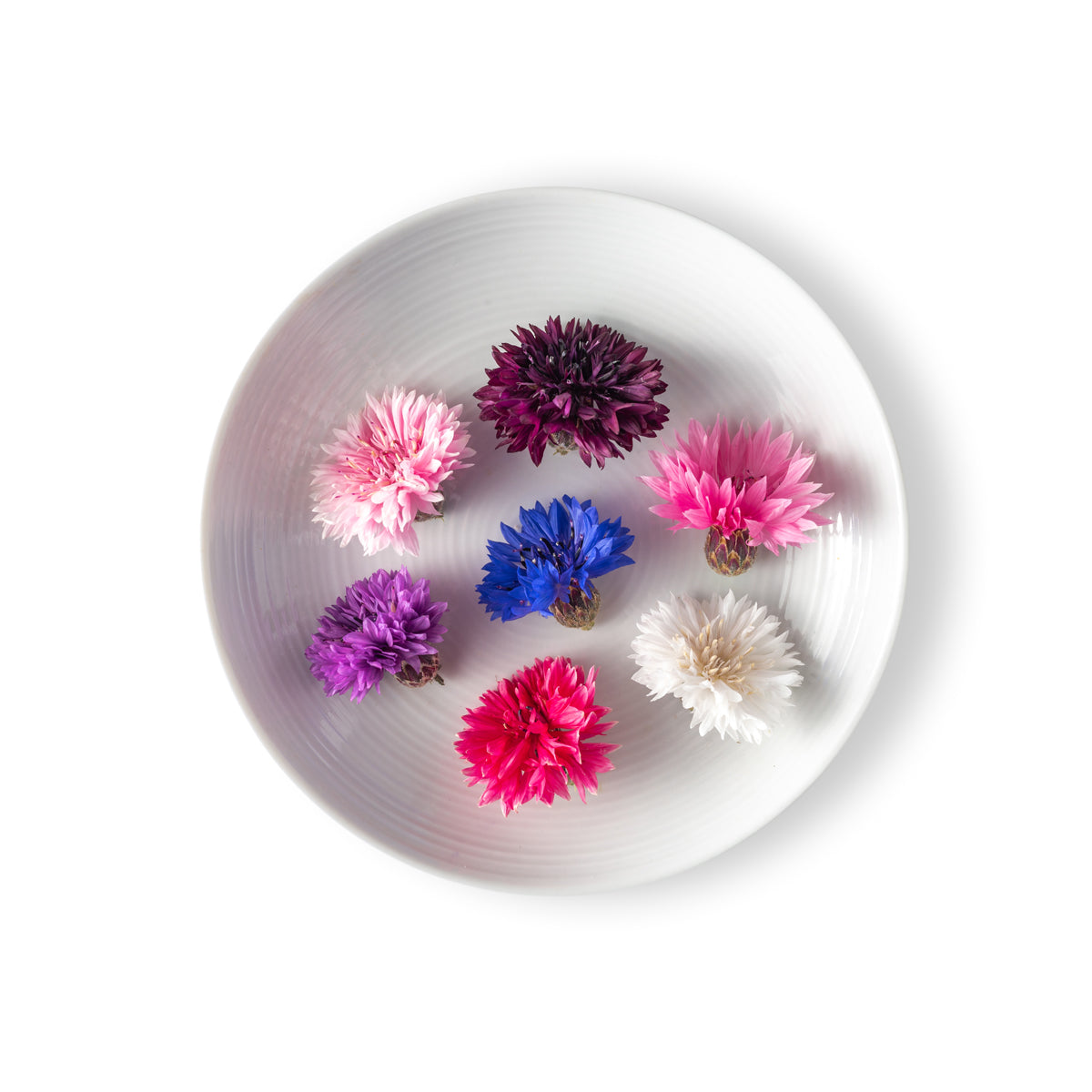 Bachelor's Buttons