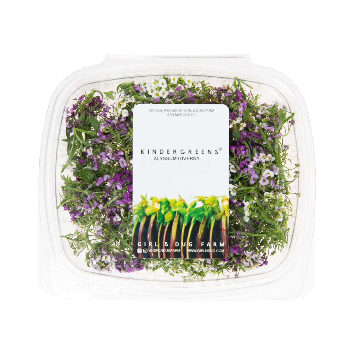 Giverny Alyssum Flowers