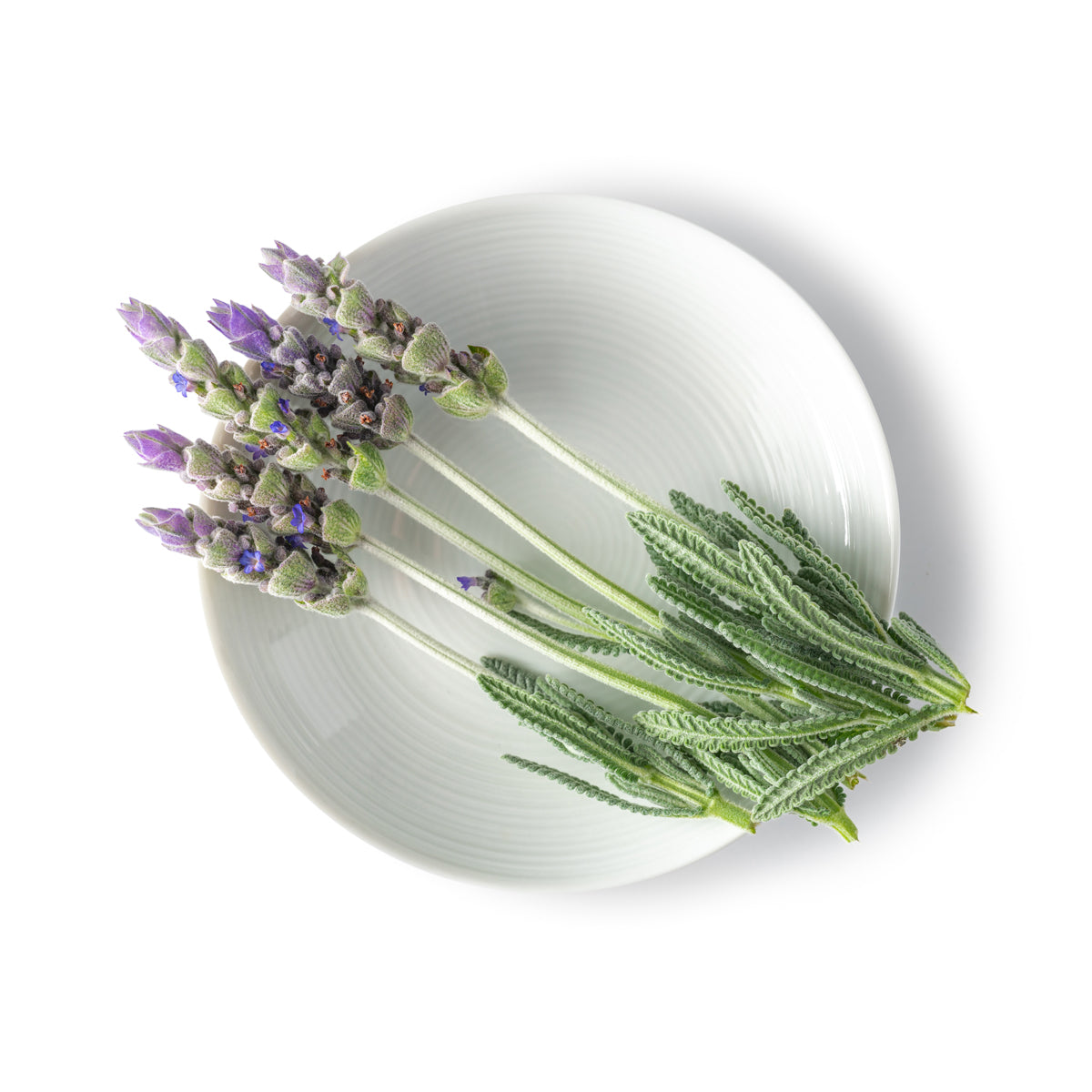 Lavender Flowers