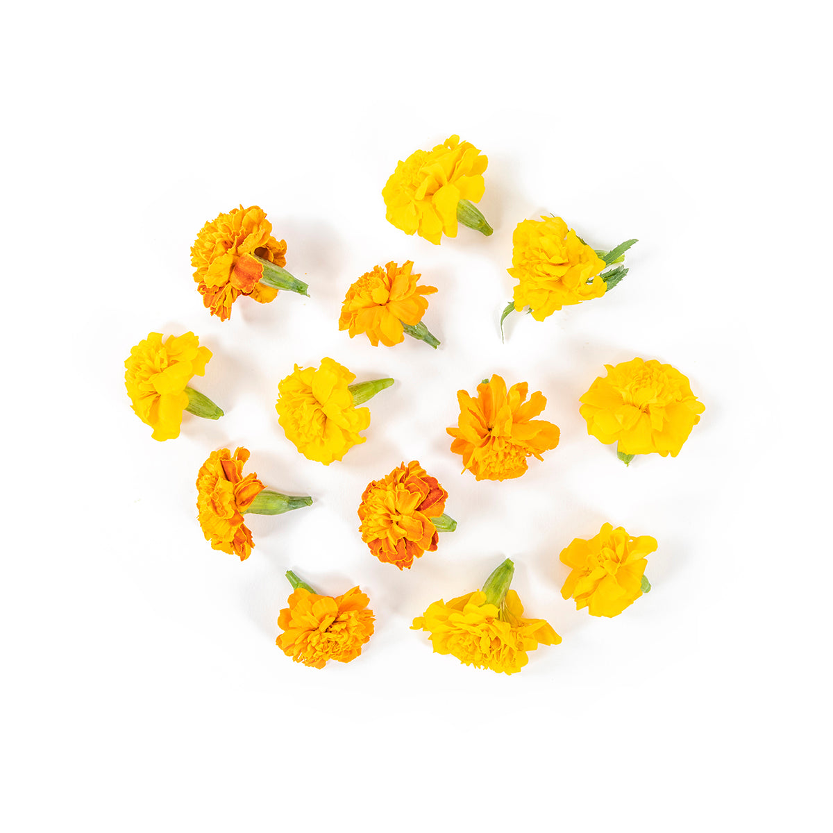 Marigold Flowers