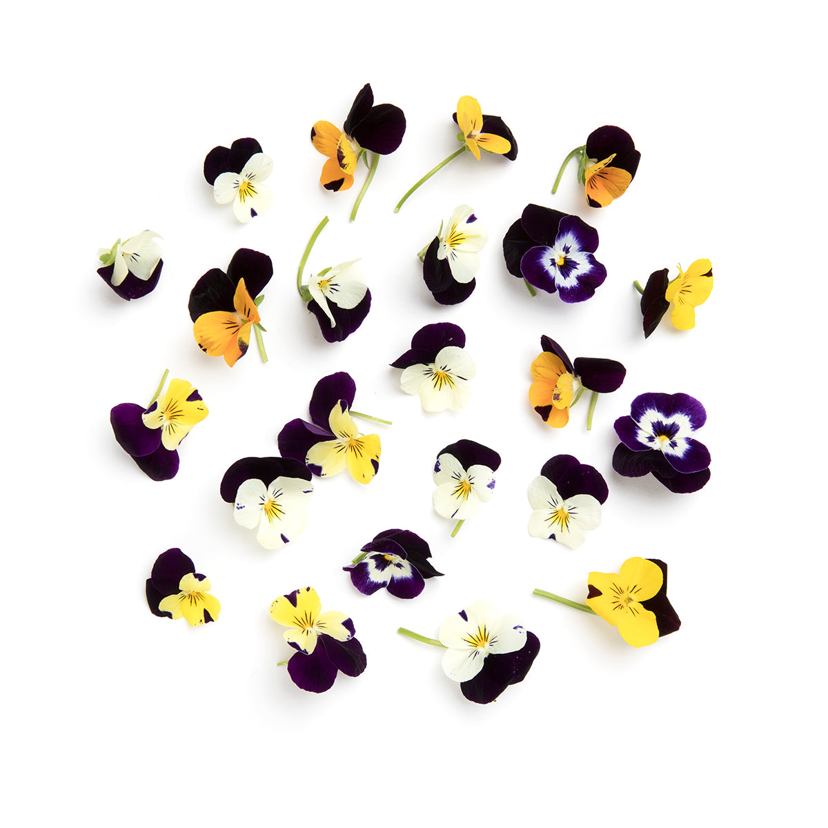 Viola Cornabria Flowers