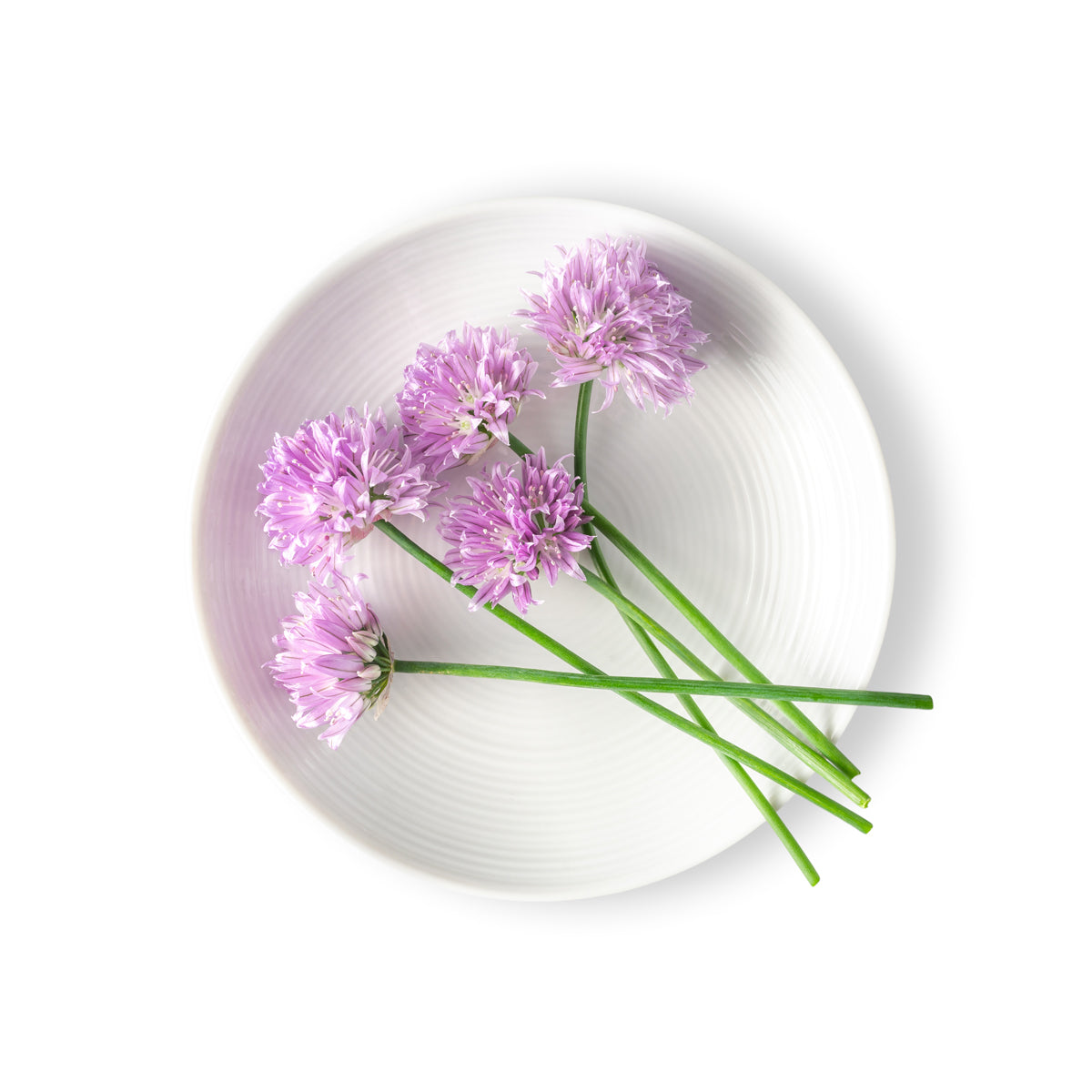 Chive Blossoms