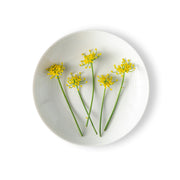 Fennel Flowers