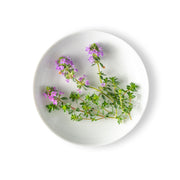 Thyme Blossom