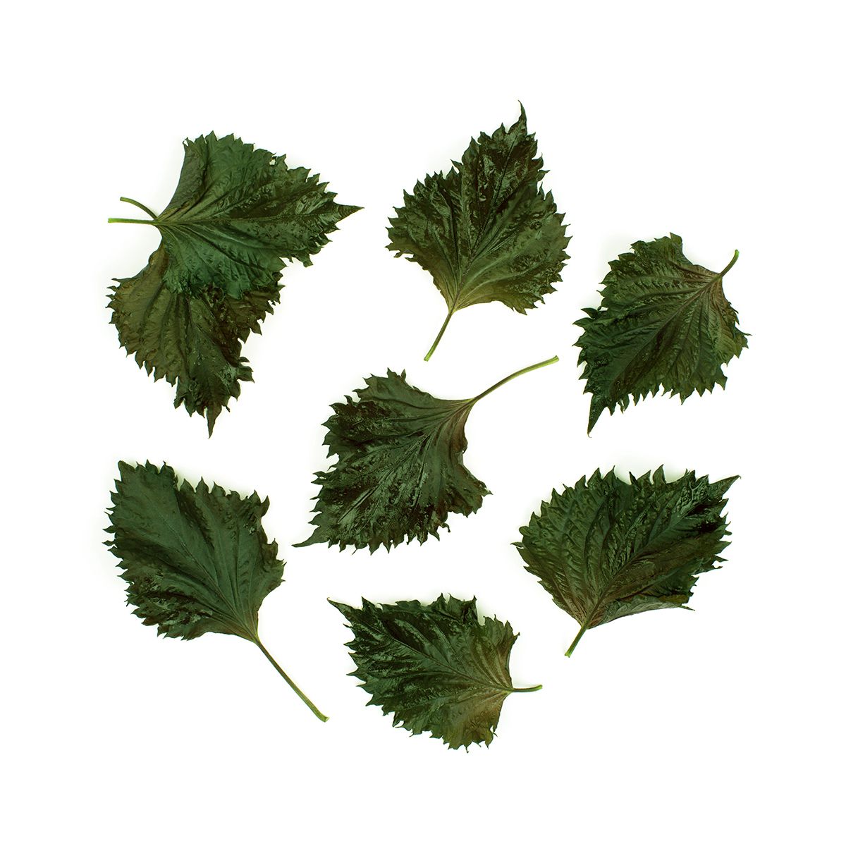 Green Shiso Leaves