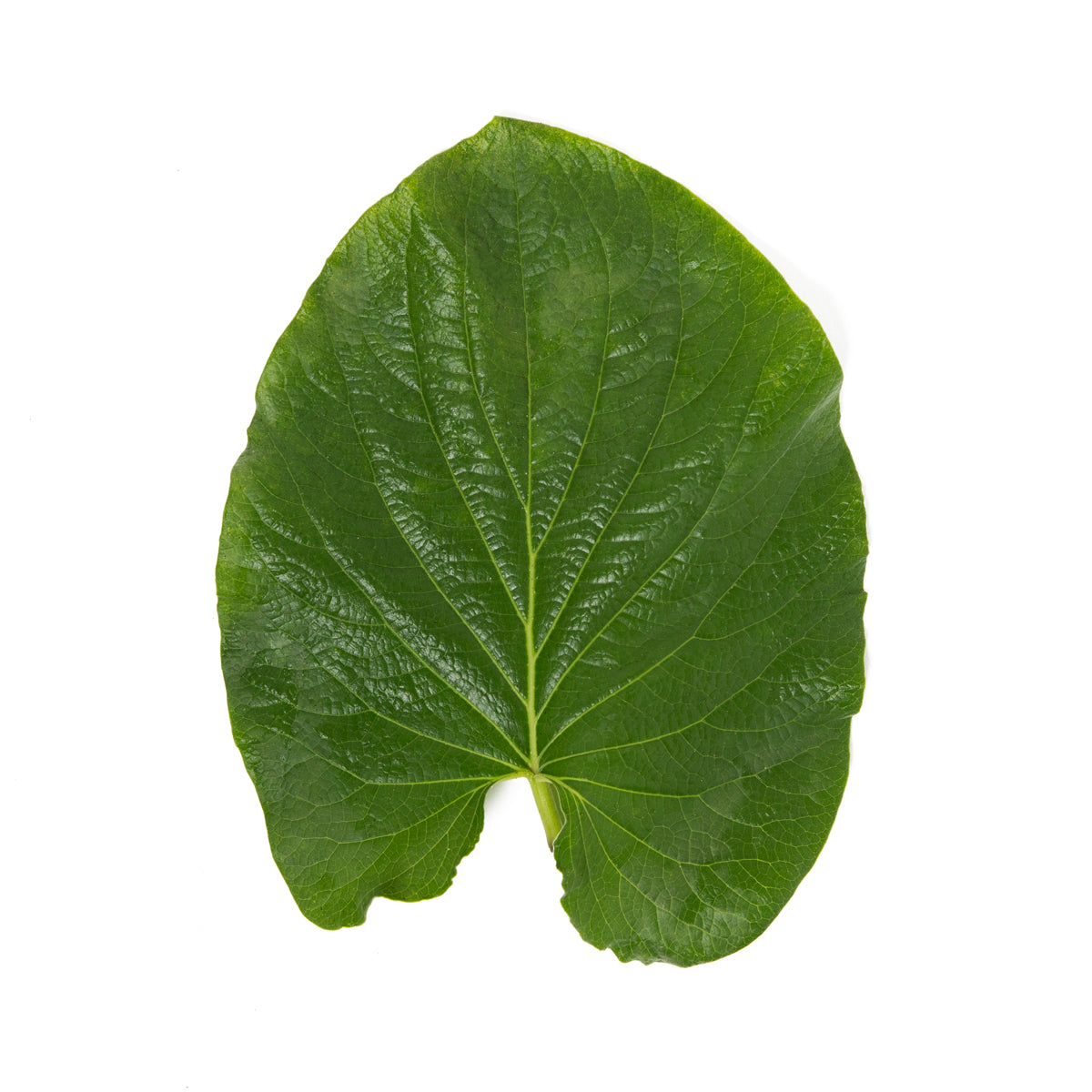 SSaM Hoja Santa