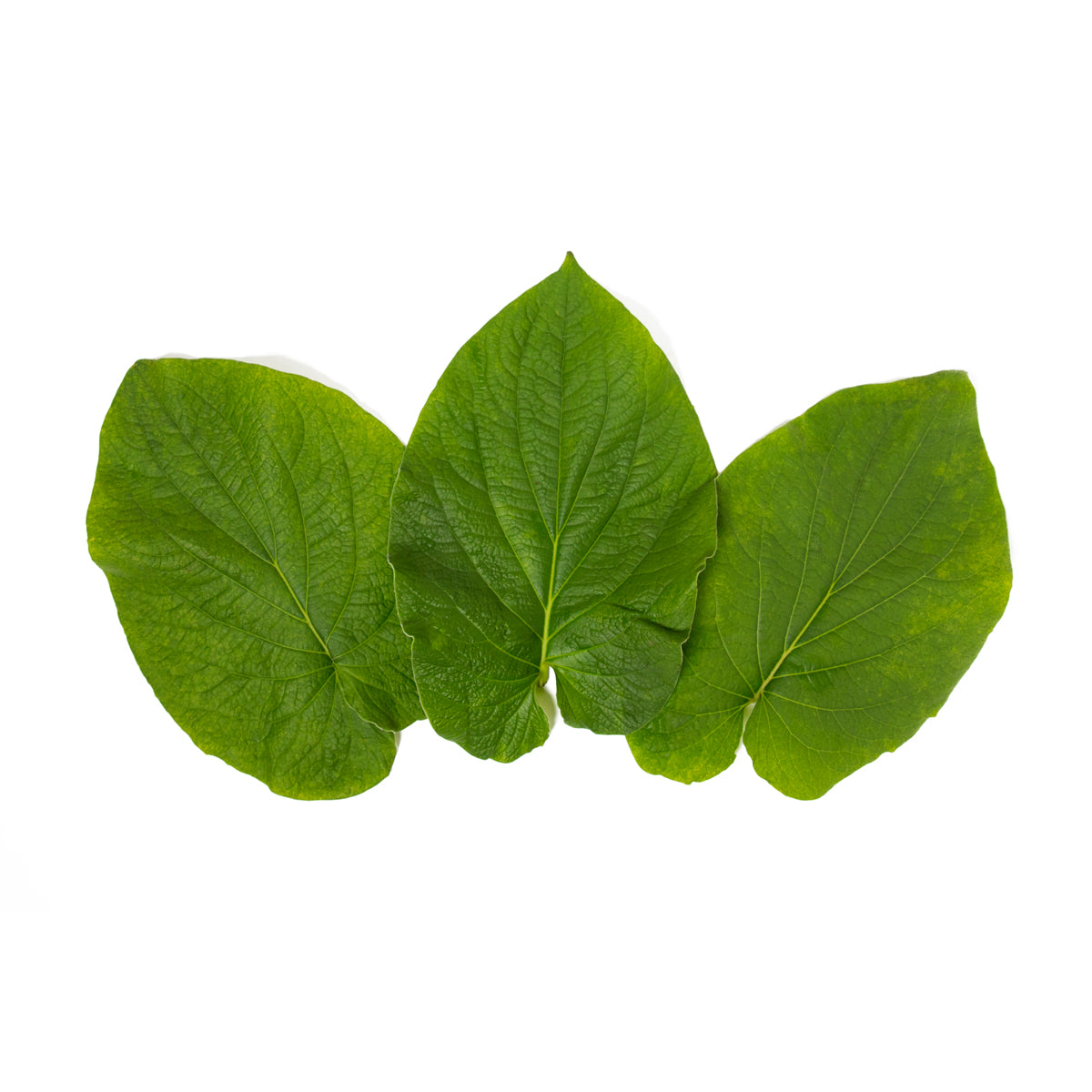 SSaM Hoja Santa