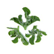 Iceplant