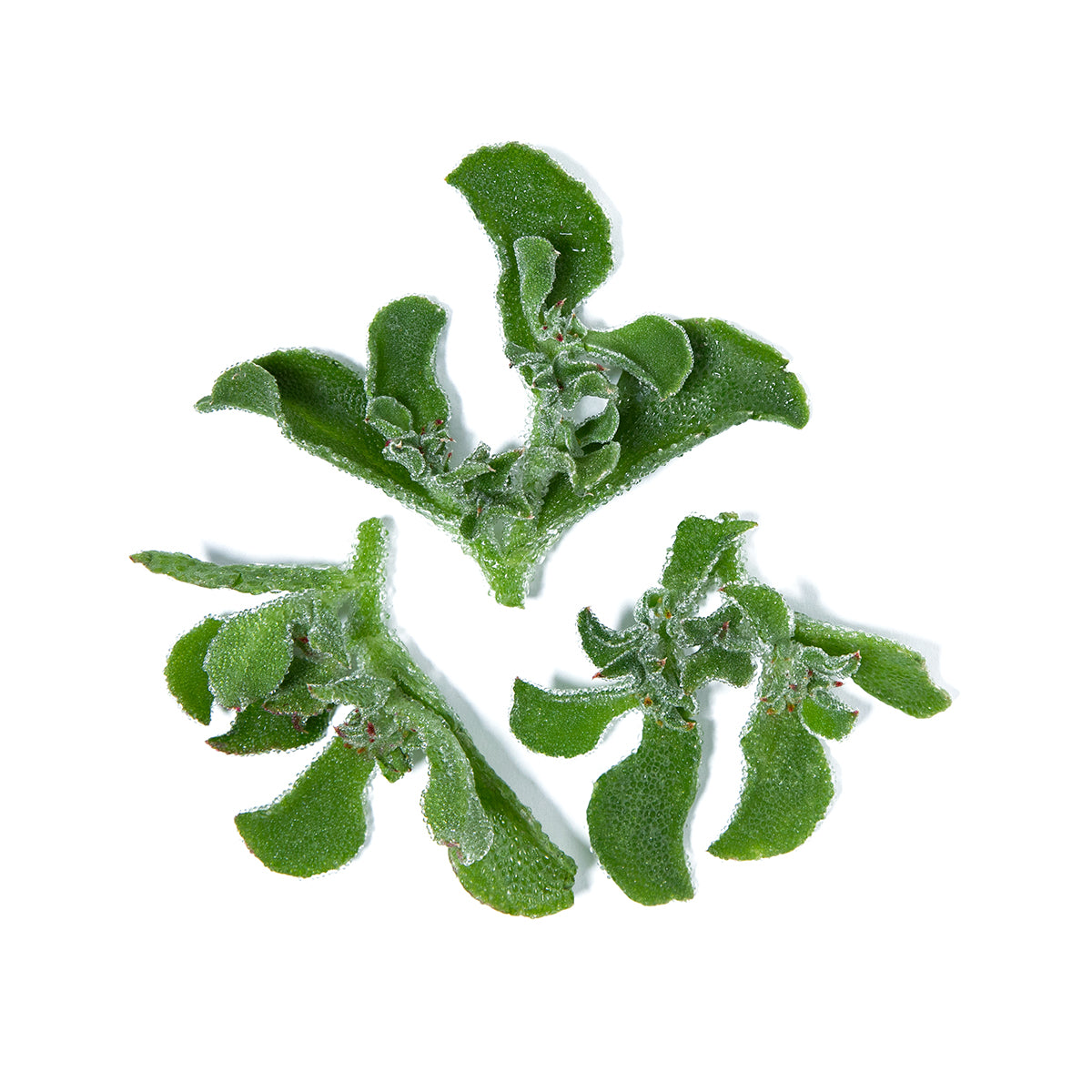 Iceplant